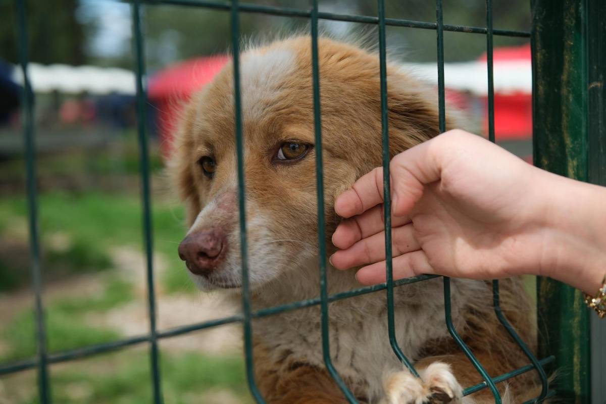 Altıeylül’de Can Dostlara Büyük Destek