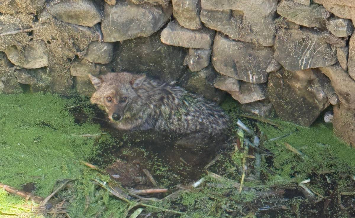 Erdek’te kuyuya düşen tilki için itfaiye seferber oldu
