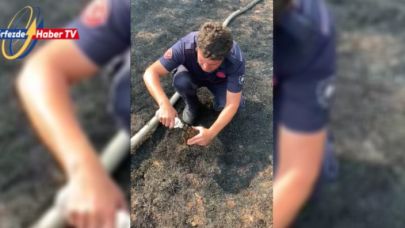 İvrindi'de alevlerin arasında kalan kaplumbağayı itfaiyeci kurtardı