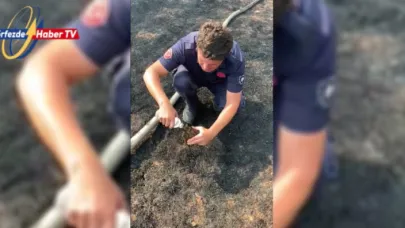 İvrindi'de alevlerin arasında kalan kaplumbağayı itfaiyeci kurtardı