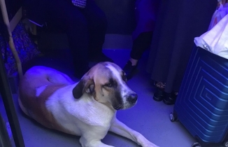 Edremit'te yolculuğu seven bu köpek minibüsçülerin maskotu oldu   BALIKESİR