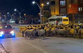 Edremit’te koyun sürüsü bulvarı kapattı