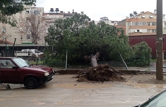 Edremit’te yağmur çam ağacını devirdi  